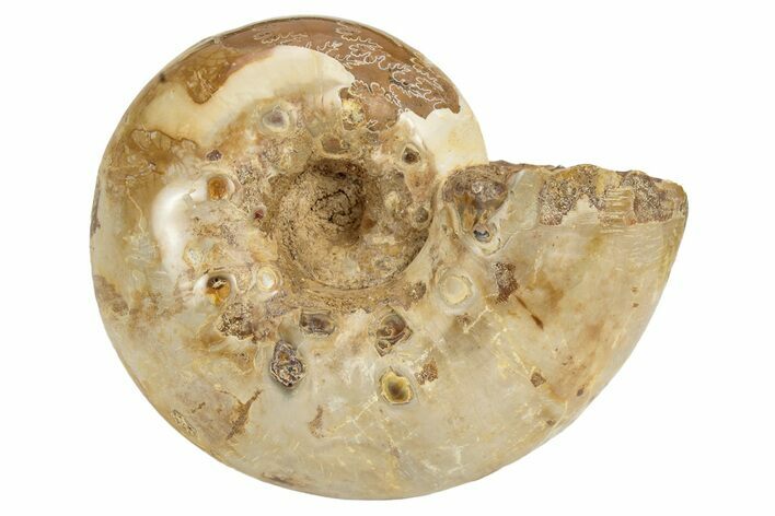 Jurassic Ammonite Fossil - Sakaraha, Madagascar #251289